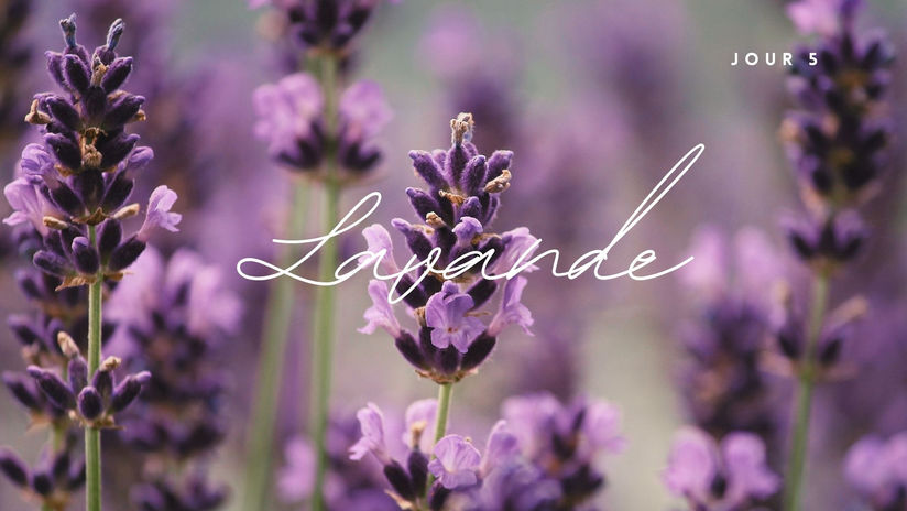 Jour 5 ~ Infusion ~  Lavande libératrice